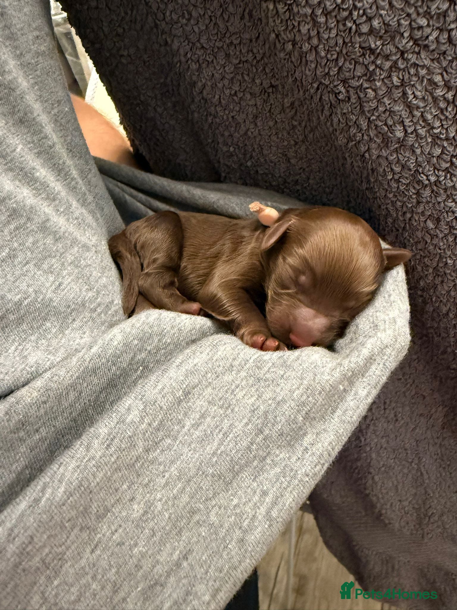 Cavapoo dogs Beautiful fluffy bears  - Advert 2