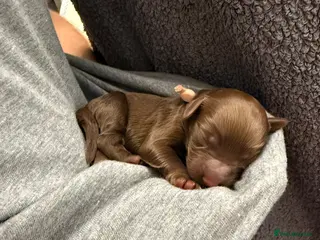 Cavapoo dogs Beautiful fluffy bears - Advert 2