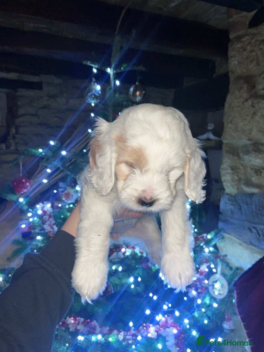 Australian Labradoodle dogs for sale: Gorgeous Australian Labradoodle Puppies  - Advert 11