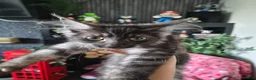 Maine Coon cats for sale: XXL Russian Mainecoon Kittens! 2 left now ready go - Advert 4