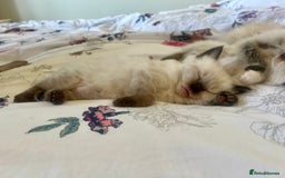 Ragdoll cats for sale: Ragdoll Kittens - Image 6
