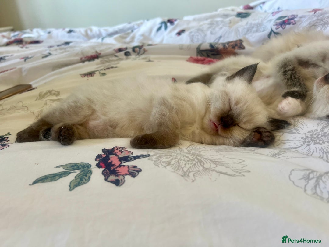 Ragdoll cats for sale: Ragdoll Kittens - Image 6