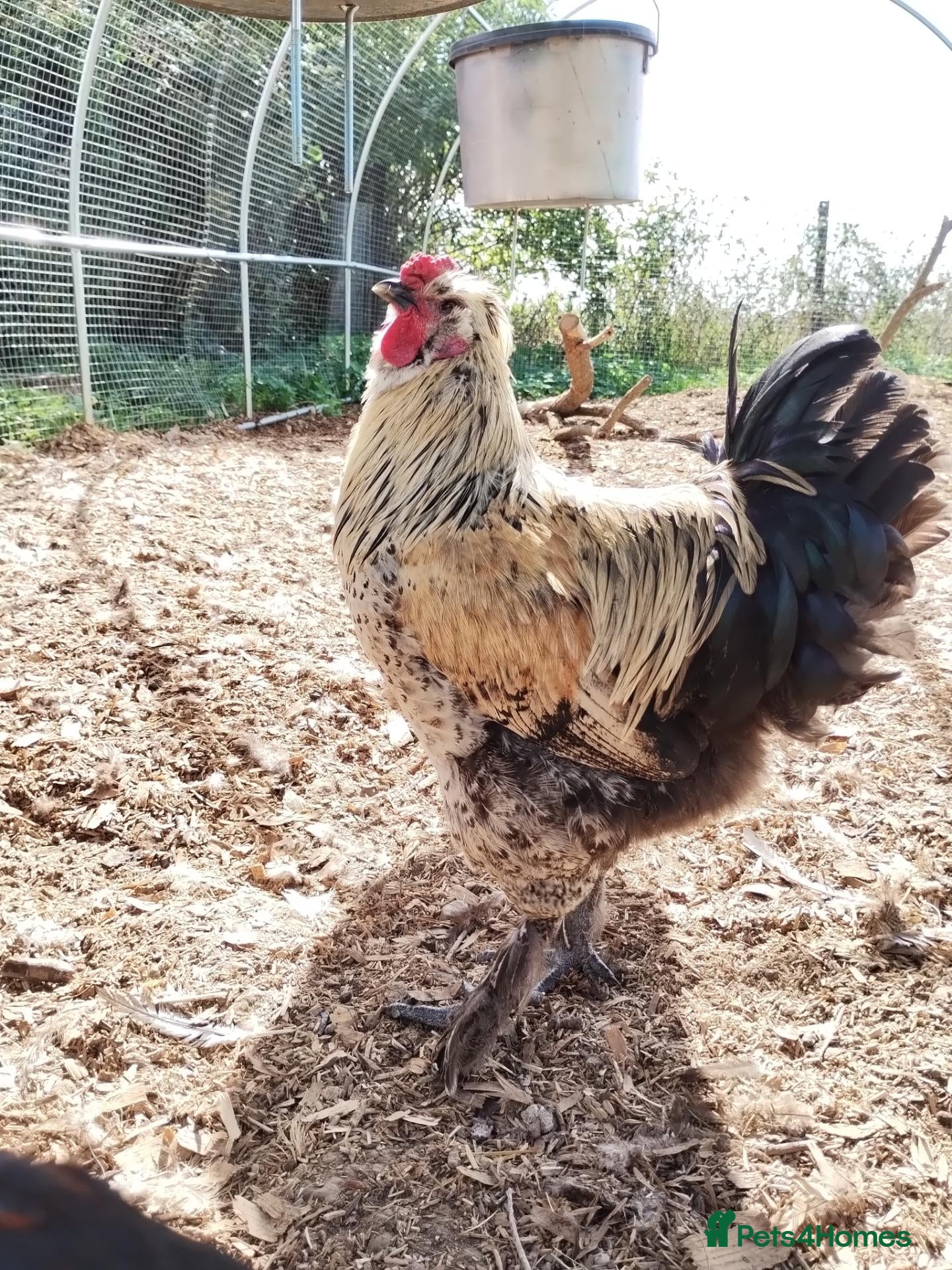 Chickens poultry Pure Silkie and mixed cockerels - Advert 1