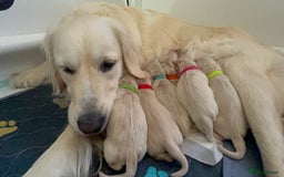 Golden Retriever dogs for sale: Golden retriever puppies  - Image 29