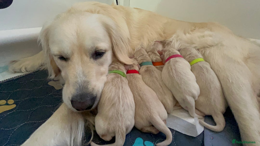 Golden Retriever dogs for sale: Golden retriever puppies  - Image 29