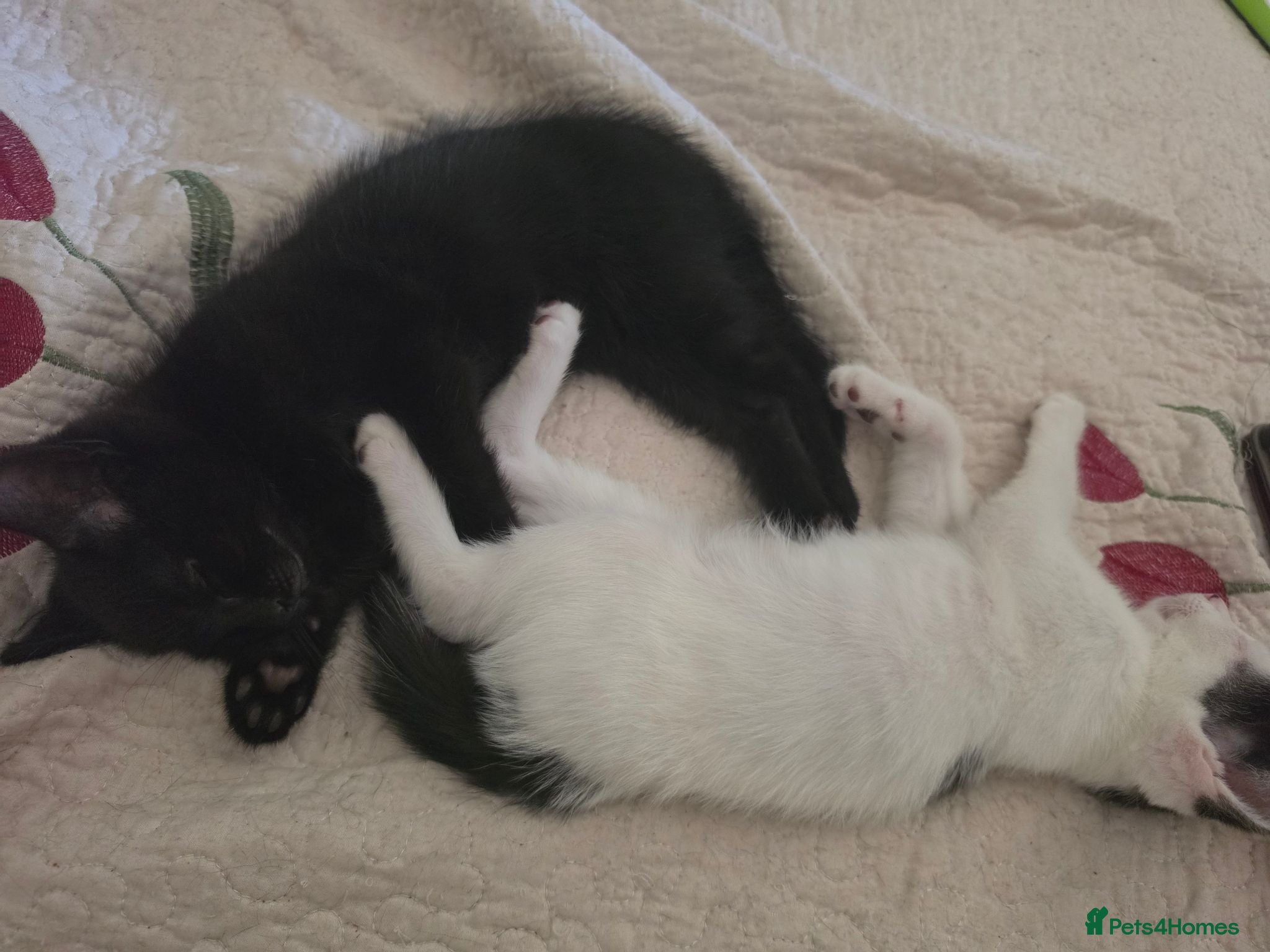 Mixed Breed cats 3 Brothers Looking For Homes - Advert 1