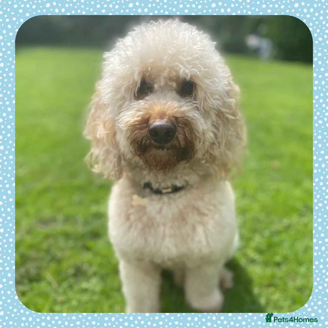 Miniature Poodle dogs for stud: KC Apricot Miniature Poodle STUD in Christchurch - Advert 2
