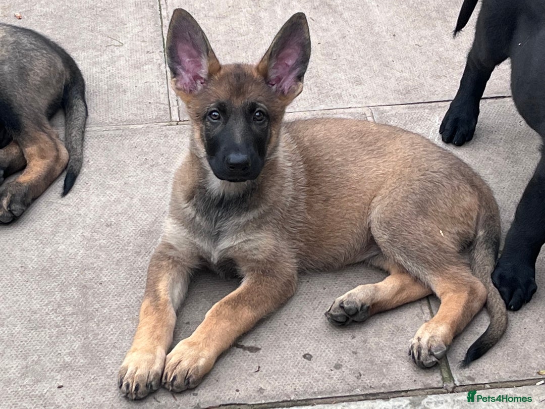 German Shepherd dogs for sale: gorgeous kc reg working blood line German Shepard  - Image 34