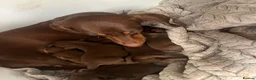Miniature Dachshund dogs for stud: The handsome Chester  - Advert 3
