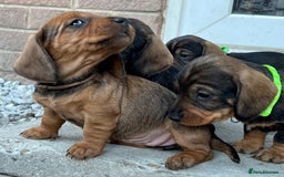 Dachshund dogs for sale: Wire Haired Teckels - Image 12
