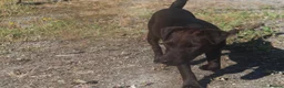 Patterdale Terrier dogs for sale: Patterdale bitch 7 month old in Bodmin - Advert 2