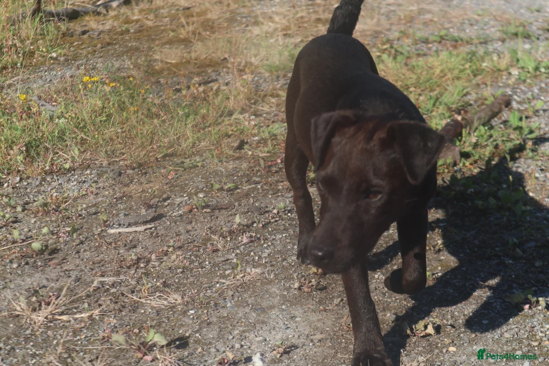 Patterdale Terrier dogs for sale: Patterdale bitch 7 month old in Bodmin - Advert 2