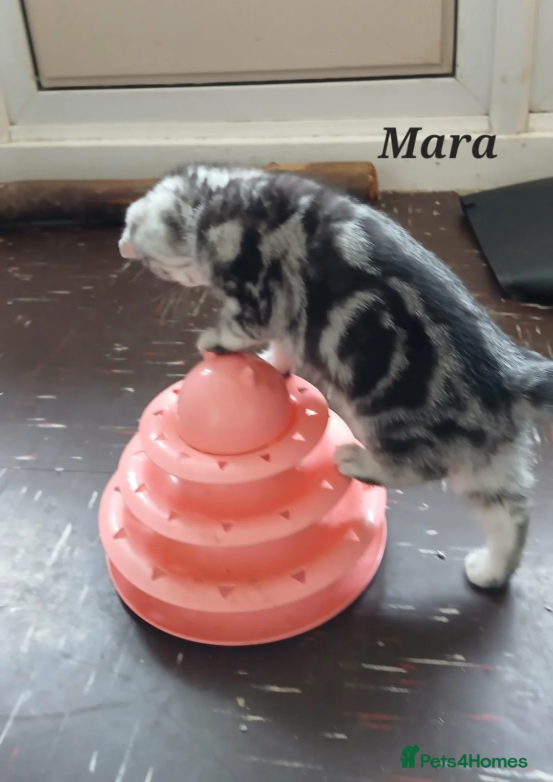 British Shorthair cats for sale: Bsh.Silver Classic Tabby girl. GCCF. - Advert 3