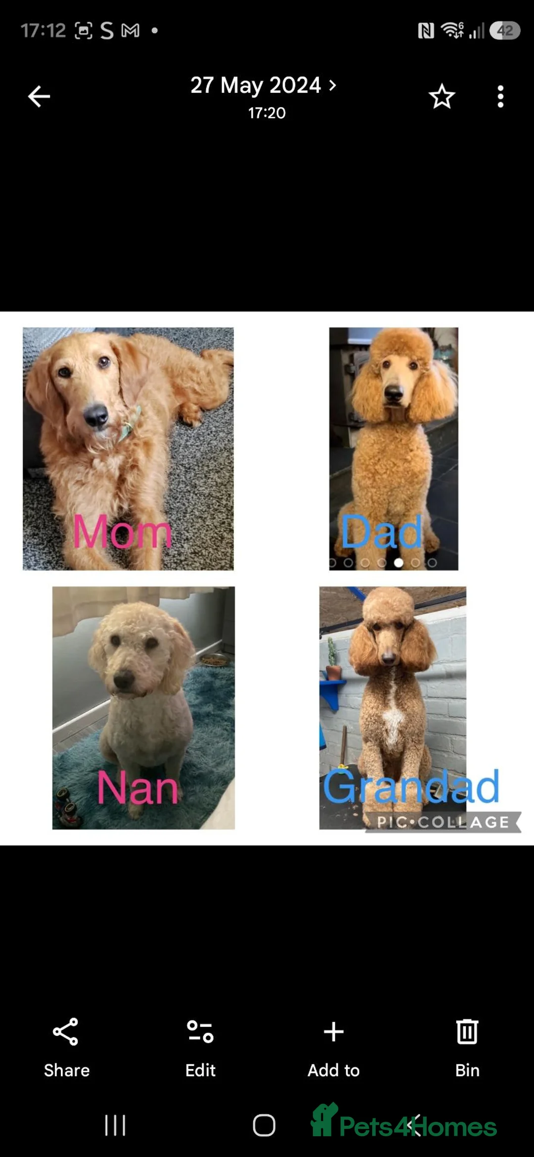 Labradoodle dogs for sale: 🐾 F1BB LABRADOODLE PUPPIES — - Advert 2