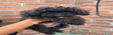 Poochon 1