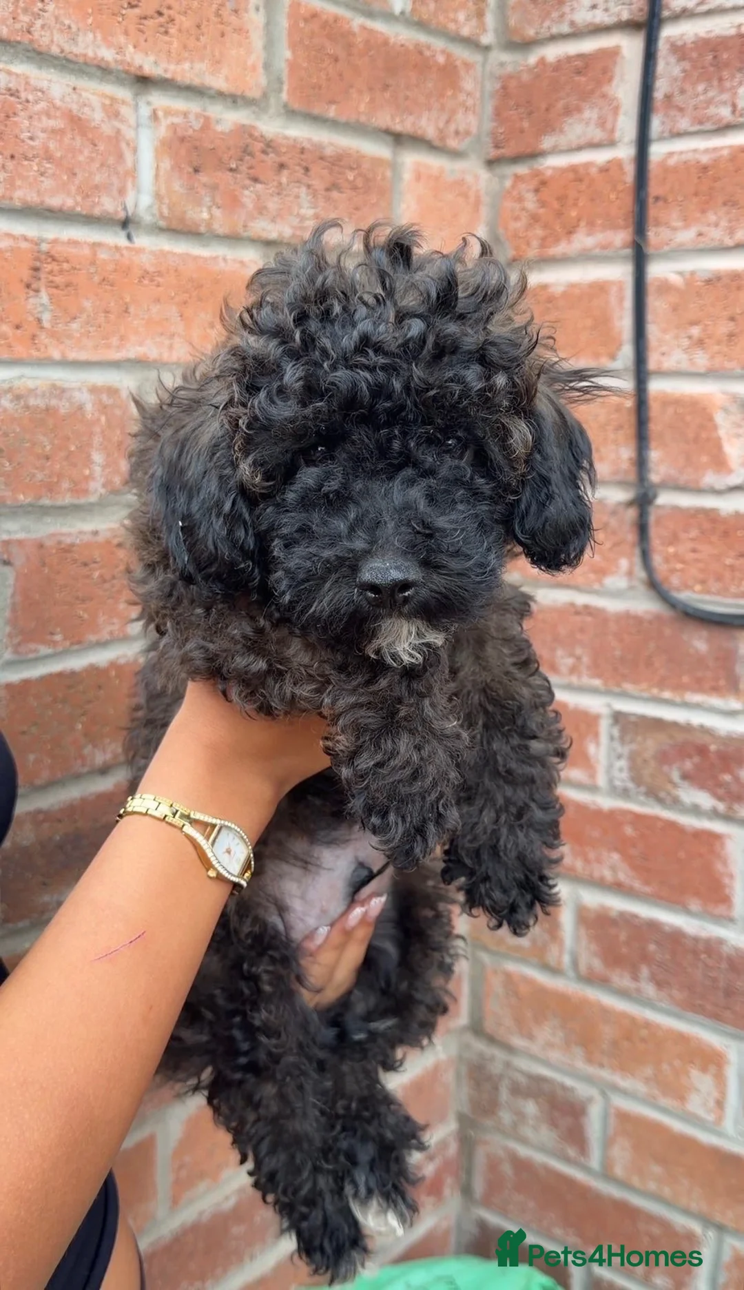 Poochon dogs for sale: Tiny Poochons for sale  - Advert 2