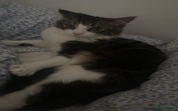 Domestic Shorthair cats for sale: Kitten / Nala - Image 4