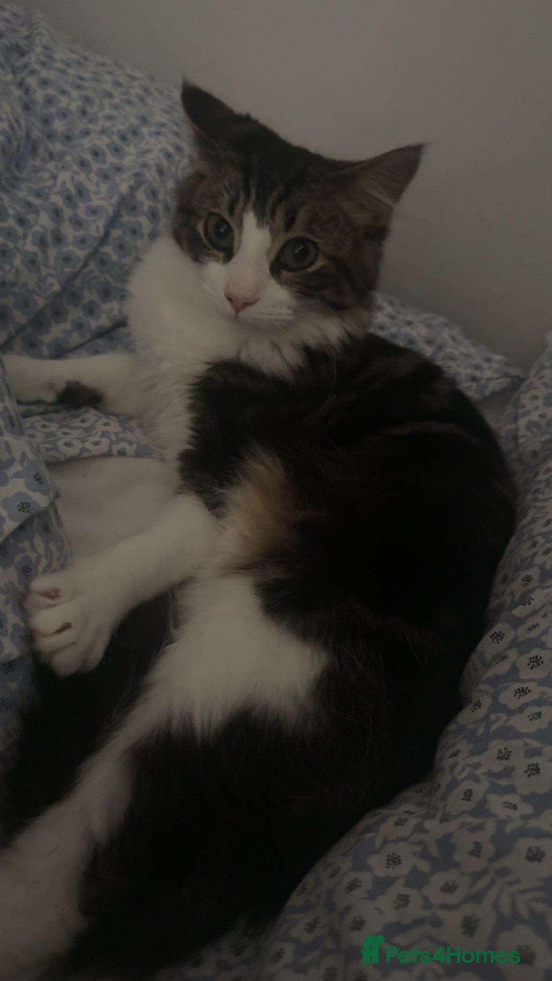 Domestic Shorthair cats for sale: Kitten / Nala - Image 4
