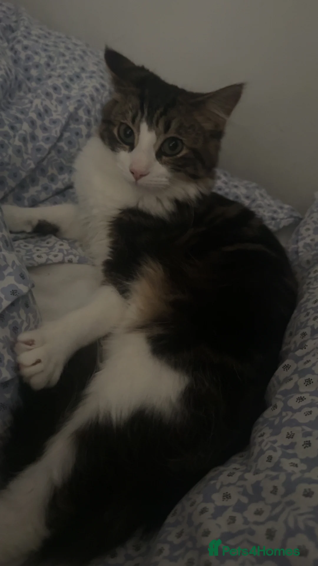 Domestic Shorthair cats for sale: Kitten / Nala - Advert 4