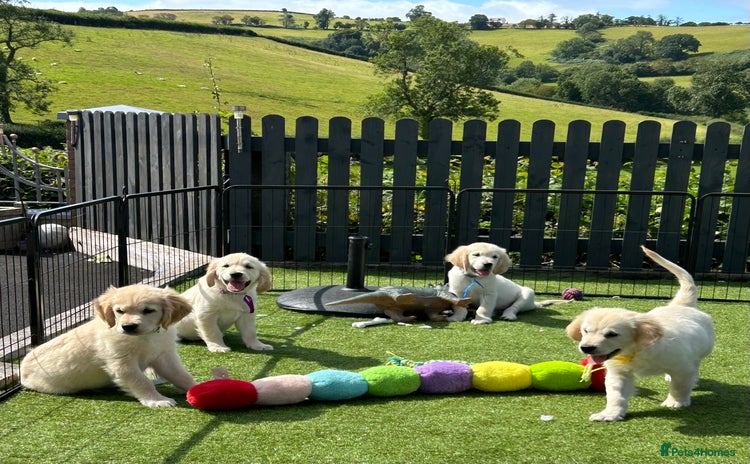Golden Retriever dogs - Advert 3