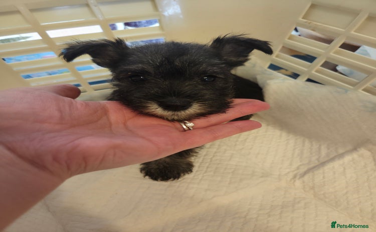 Miniature Schnauzer dogs - Advert 5