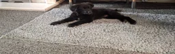Sheprador dogs for sale: Female puppy German Shepherd × Labrador  - Advert 12