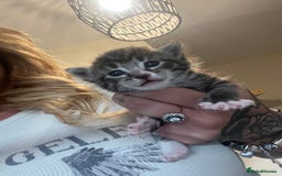 Mixed Breed cats for sale: Kittens for sale  - Image 2