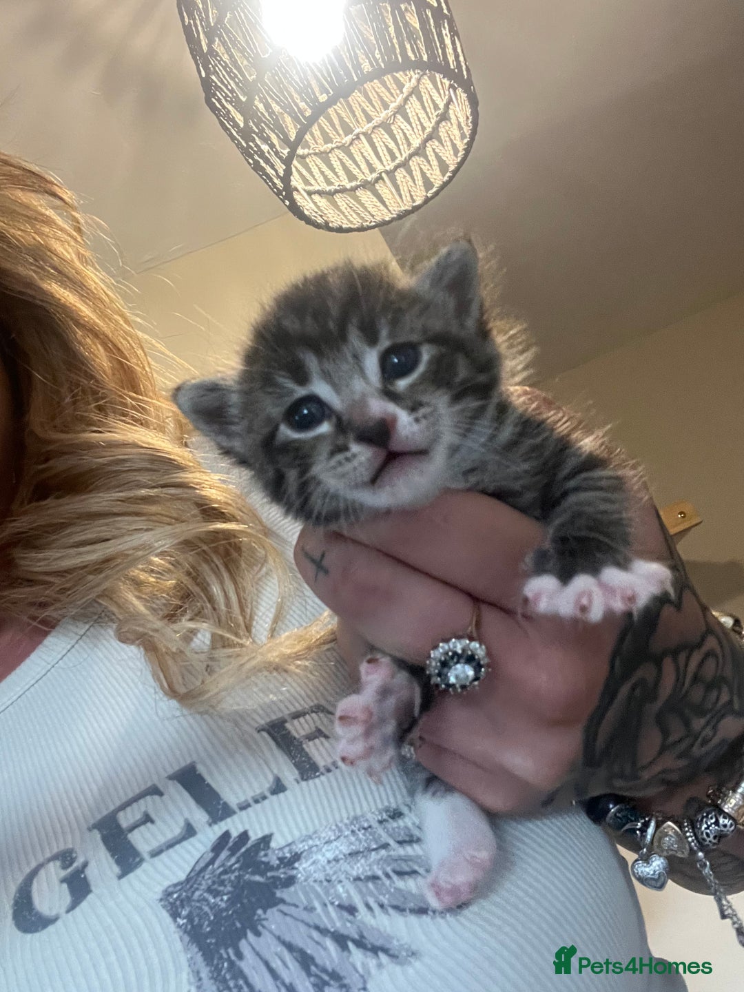 Mixed Breed cats for sale: Kittens for sale  - Image 2