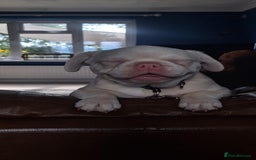 French Bulldog dogs for sale: Family Raised EA Pink English cross French Bulldog - Image 6