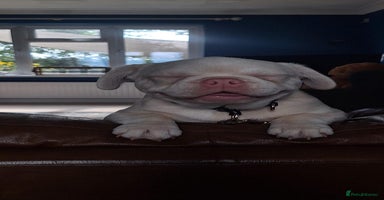 French Bulldog dogs - Advert 1
