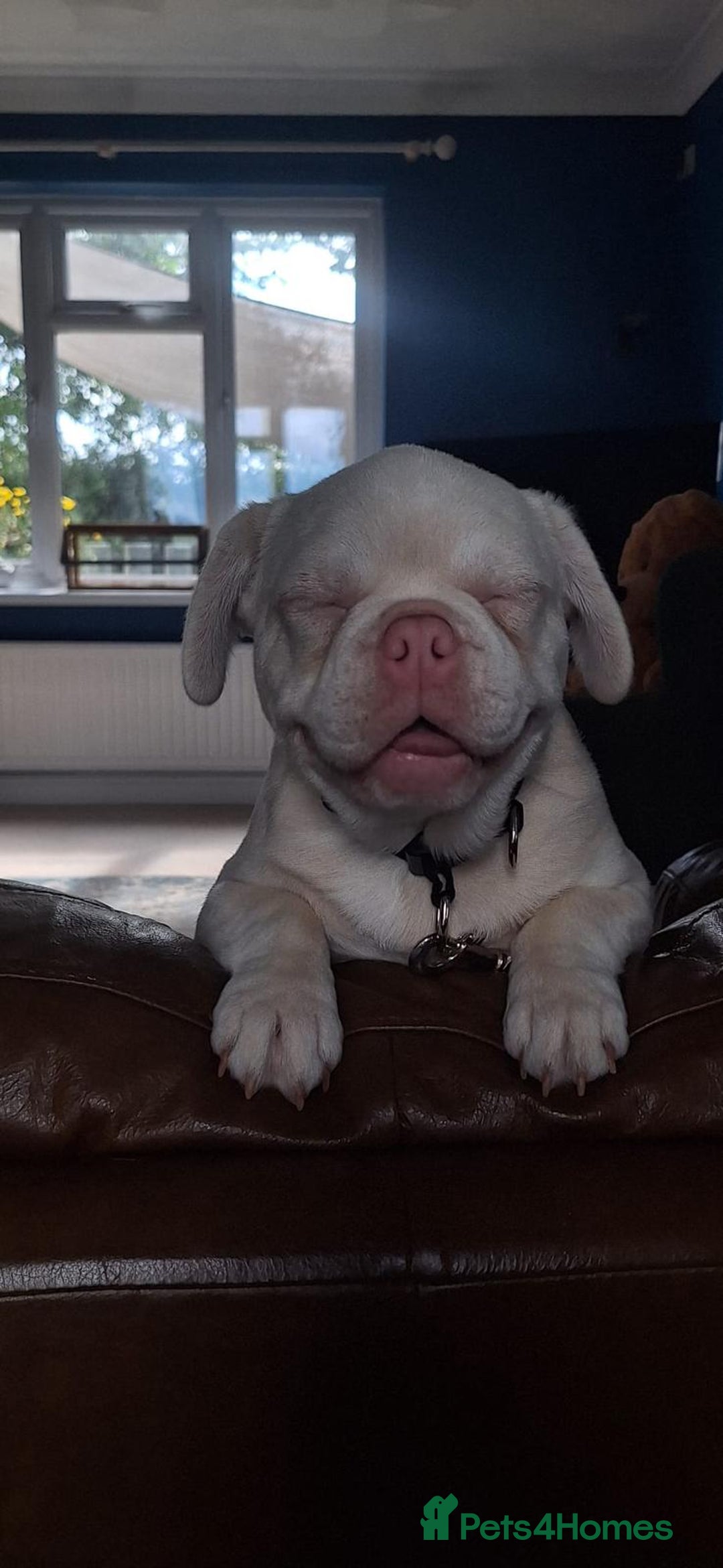 French Bulldog dogs for sale: Family Raised EA Pink English cross French Bulldog - Image 6