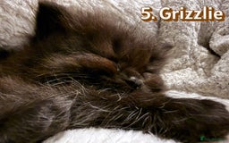 Mixed Breed cats for sale:  Maine Coon x Ragdoll Mix, Ready Early November - Image 6