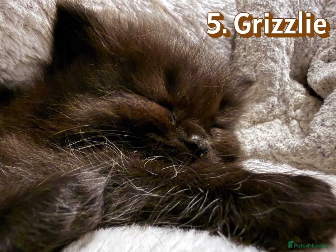 Mixed Breed cats for sale:  Maine Coon x Ragdoll Mix, Ready Early November - Image 6