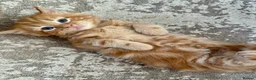 Mixed Breed cats for sale: Beautiful fluffy ginger kittens  - Advert 3