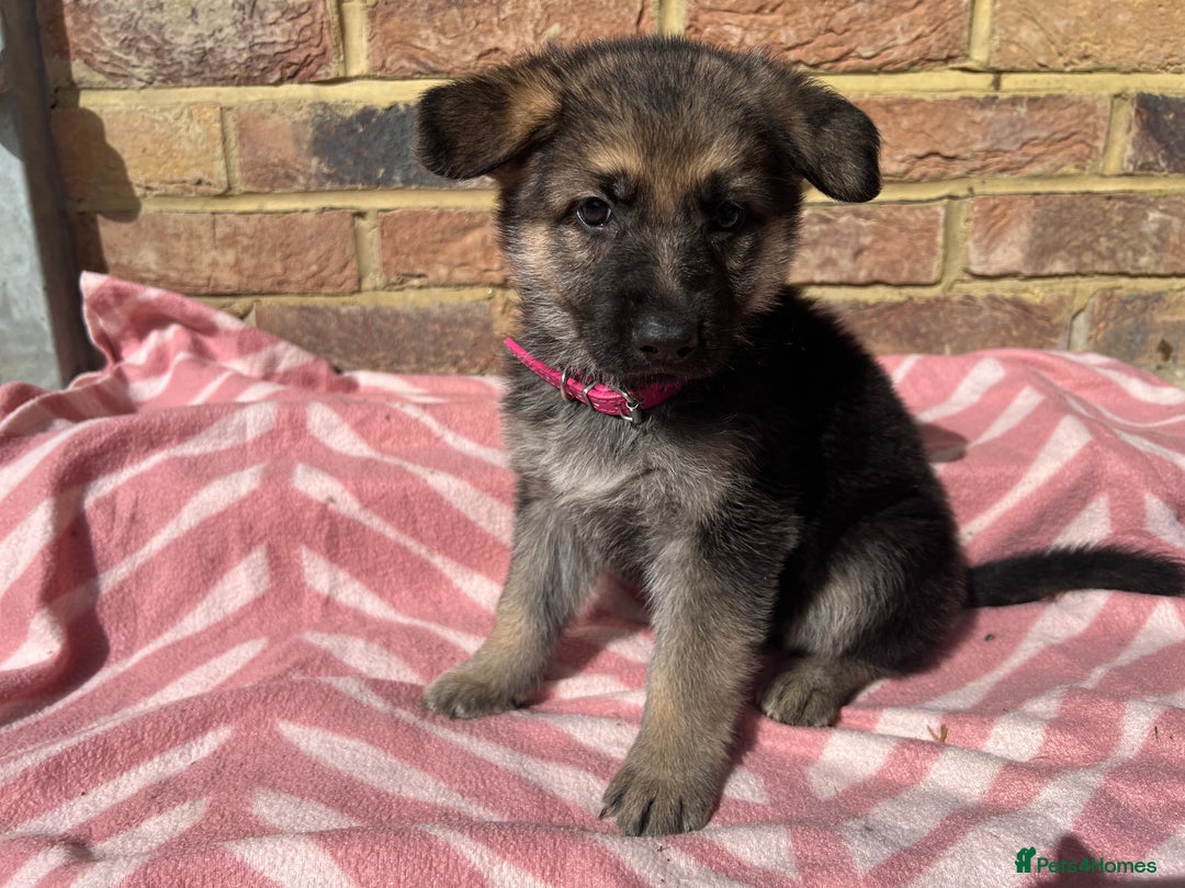 German Shepherd dogs for sale: Straight back short coat female GSD - Image 9