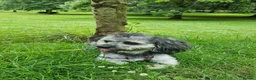 Mixed Breed dogs for sale: Tedy it s looking for a home  - Advert 2