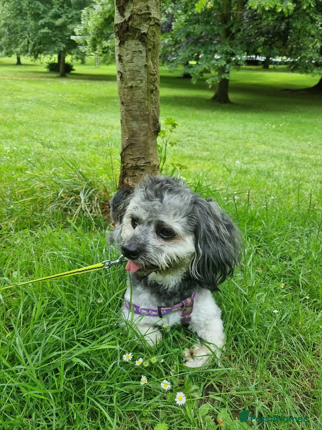 Mixed Breed dogs for sale: Tedy it s looking for a home  - Advert 2