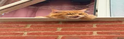 Maine Coon cats for sale: 4 Maine Coon Kittens ready to leave home  - Advert 9