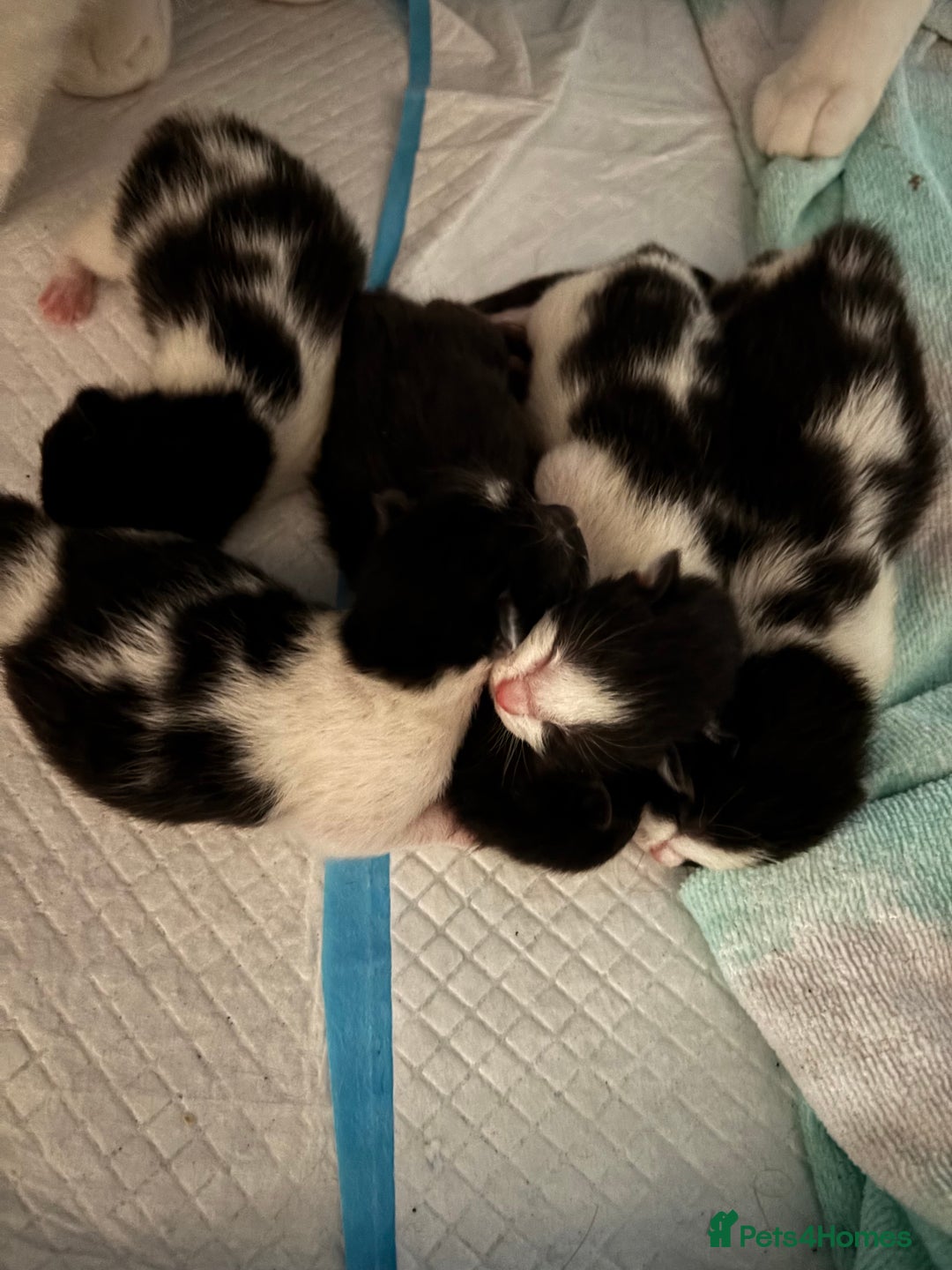 British Shorthair cats for sale: Black and white kittens! - Image 2
