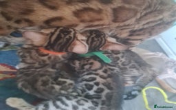 Bengal cats for sale: Ready now!🥰 ✨️3🐆Beautiful Full Bengal Kittens✨️ in Sutton - Image 19