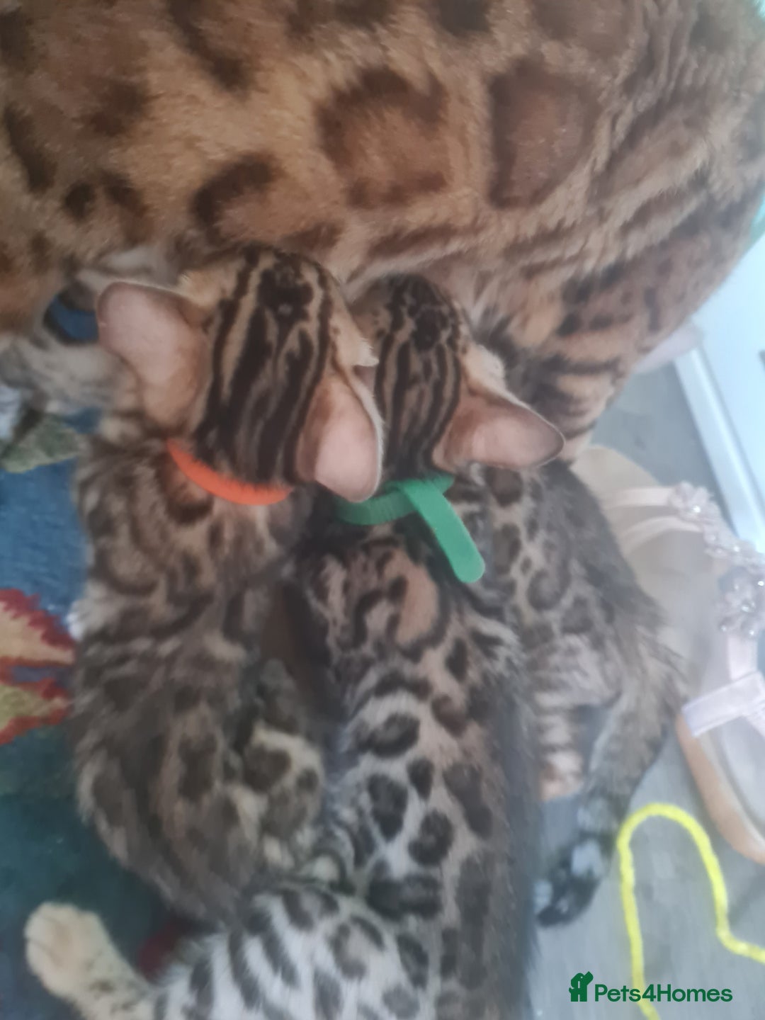 Bengal cats for sale: Ready now!🥰 ✨️3🐆Beautiful Full Bengal Kittens✨️ in Sutton - Image 19