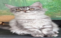 Maine Coon cats for sale: Top quality Maine coon kittens - Image 9