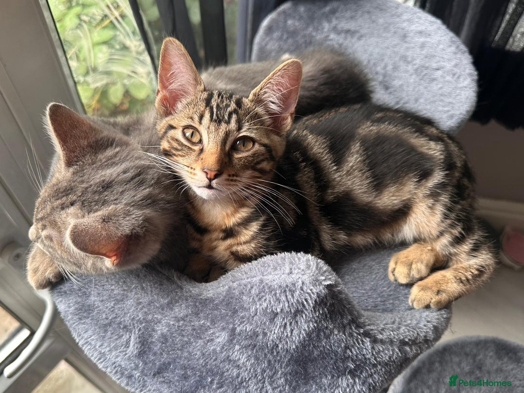 Bengal cats for sale: Gemini grey beauties - Image 33