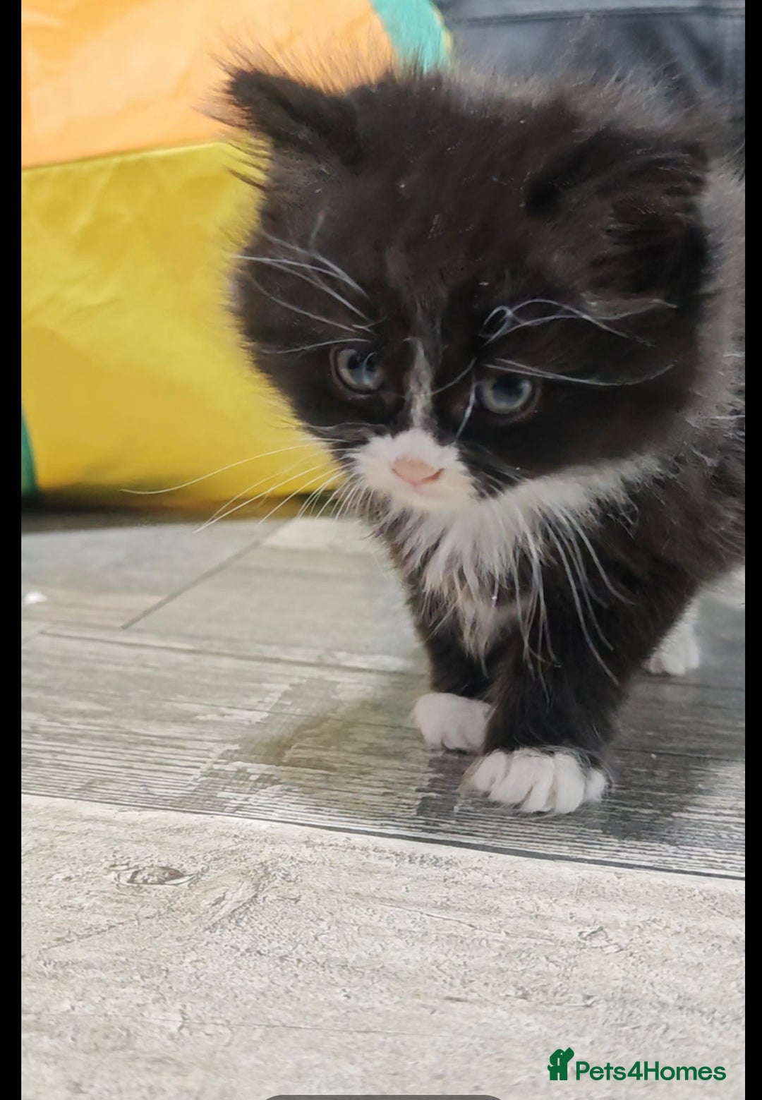 Mixed Breed cats for sale: Adorable half persian Kittens for Sale🐾 - Advert 3