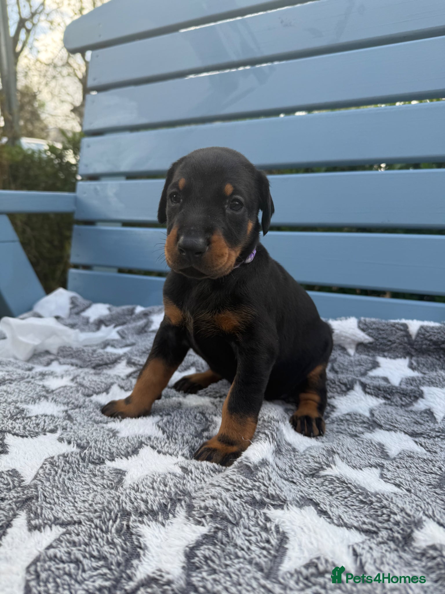 Dobermann dogs Exceptional KC Dobermann Puppies - Advert 2