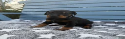 Dobermann dogs for sale: Exceptional KC Dobermann Puppies - Advert 12