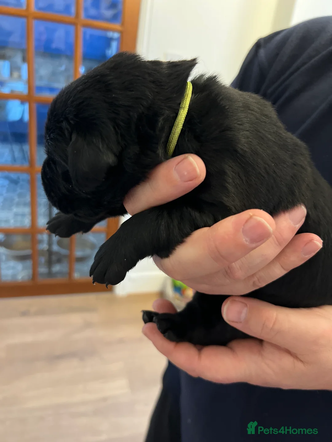 Labrador Retriever dogs for sale: Adorable Labrador  - Advert 3