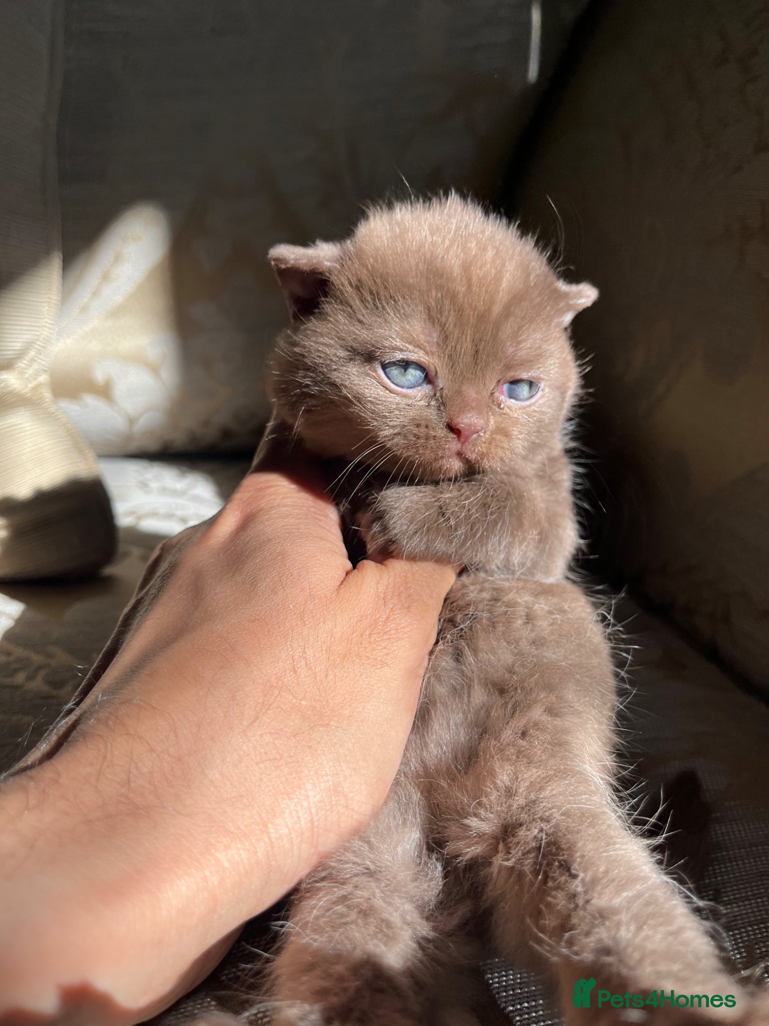 Scottish Fold cats Super Special Scottish fold babies - reg. pedigree - Advert 4
