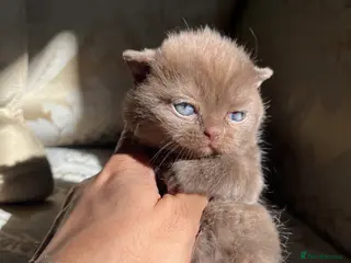 Scottish Fold cats Super Special Scottish fold babies - reg. pedigree - Advert 2