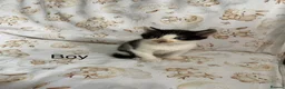 Mixed Breed cats for sale: kittens  - Advert 3